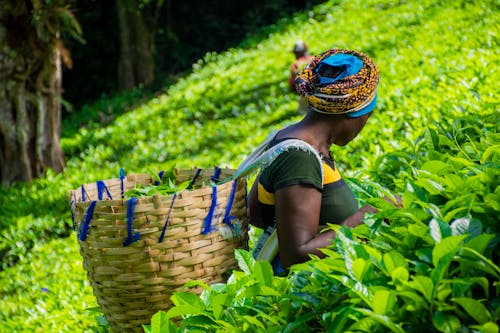 Woman harvesting tea leaves in a green plantation
