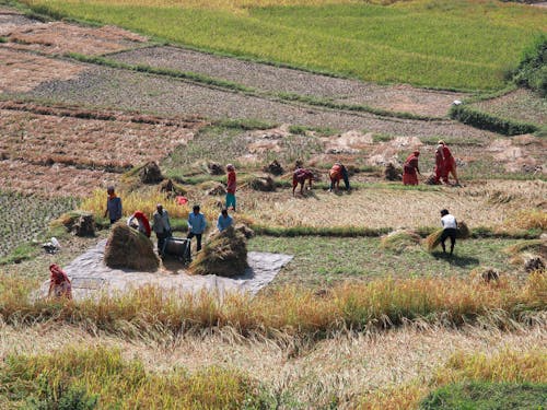 Community harvest on terraced fields