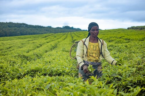 Woman farmer harvesting in a green tea plantation