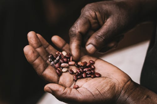 Hands holding and sorting dried beans after harvest