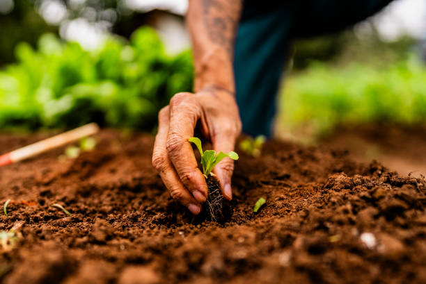 Hands planting a seedling in fertile soil