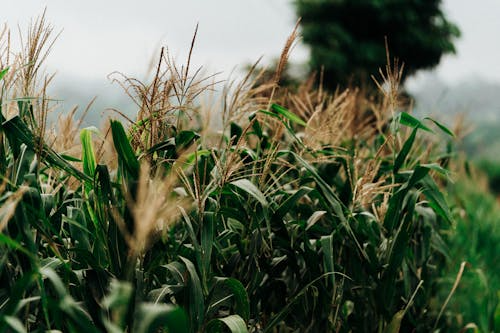 Corn growing in the field with green leaves and tassels